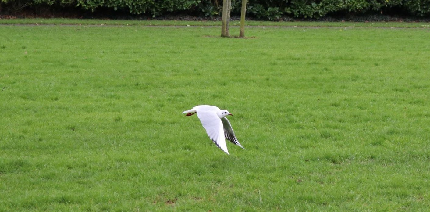 24) Raja Yoga (The Royal Path)