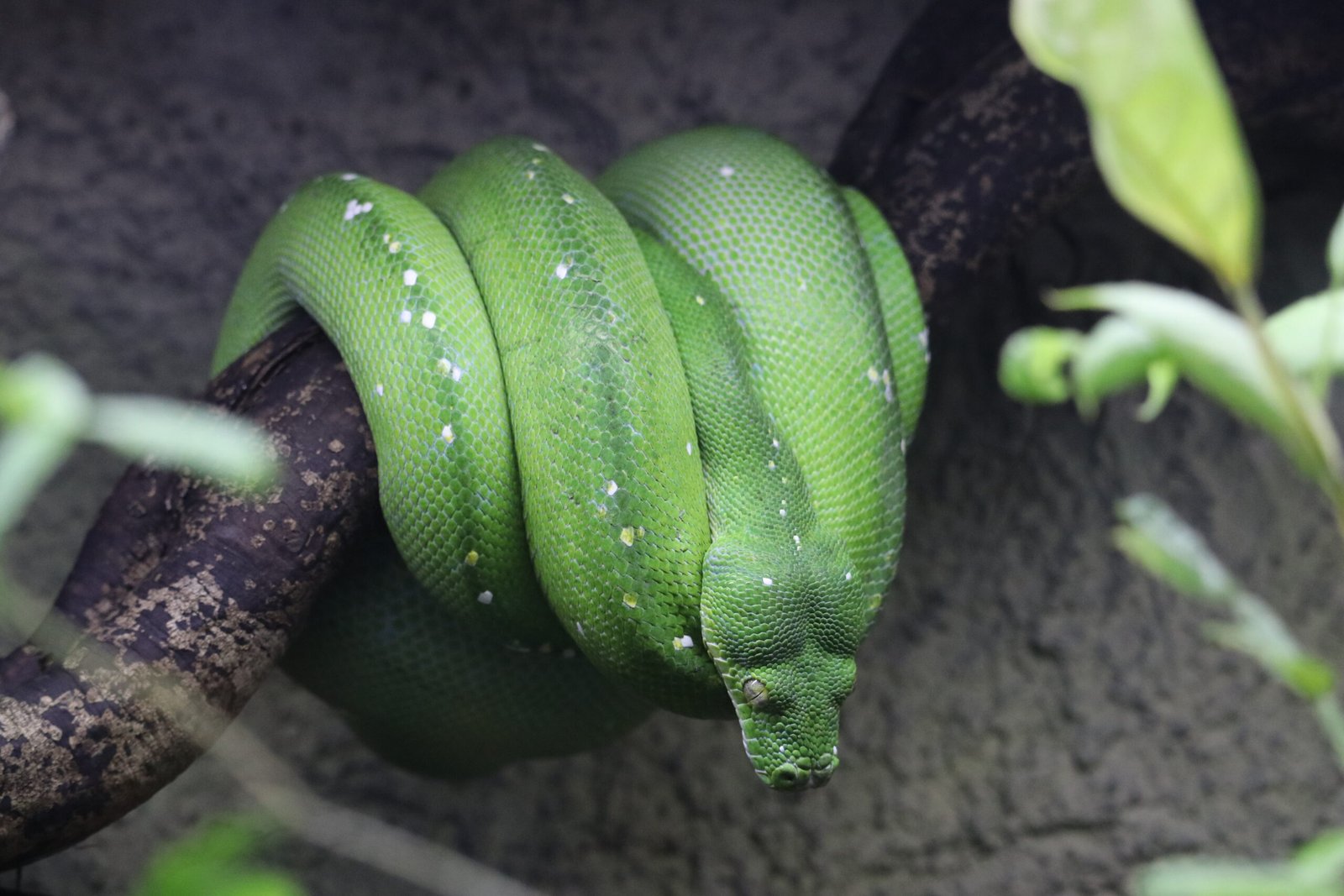 58) Elements of Serpent-Time