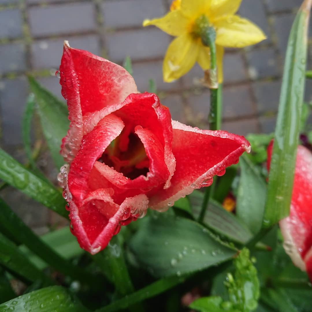 25) Universal Symbols