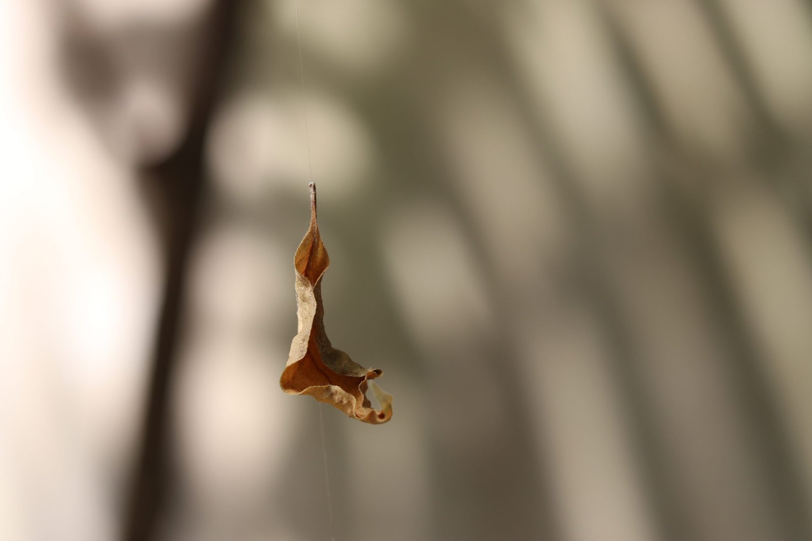 43) Mysteries of Bhāgavata Purāṇa